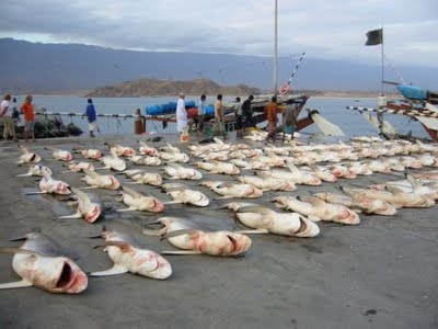 Shark fins